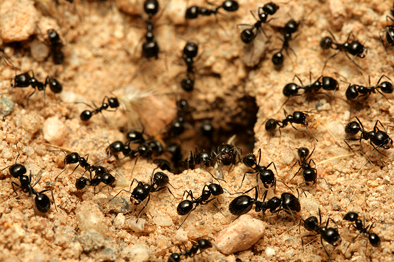 وصفات سحرية لطرد النمل 